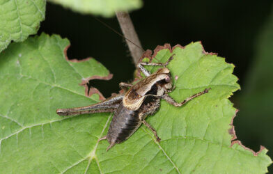 The dark bush-cricket Pholidoptera griseoaptera