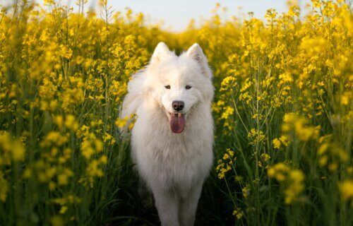 A Samoyed dog surrounded by yellow flowers