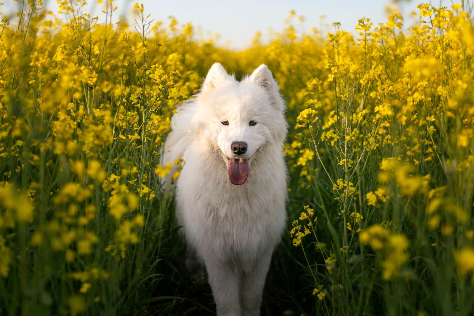 A Samoyed dog surrounded by yellow flowers