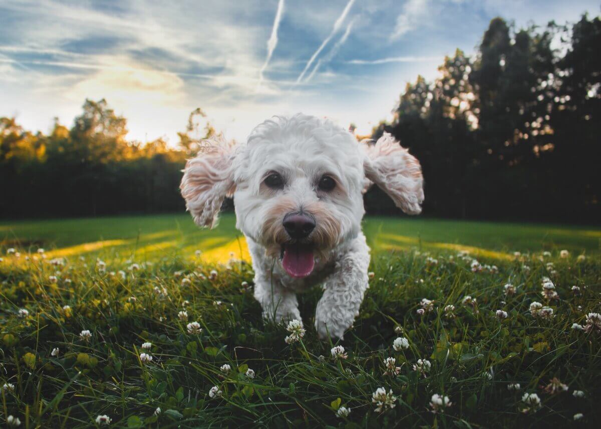 close-up photo of white medium-coated dog running on grass field during daytime