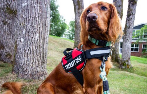brown long coated dog wearing black and red harness