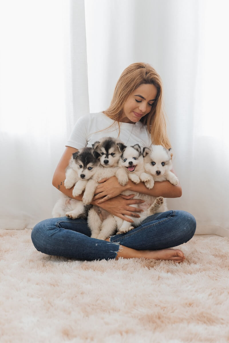A woman holding Pomsky puppies