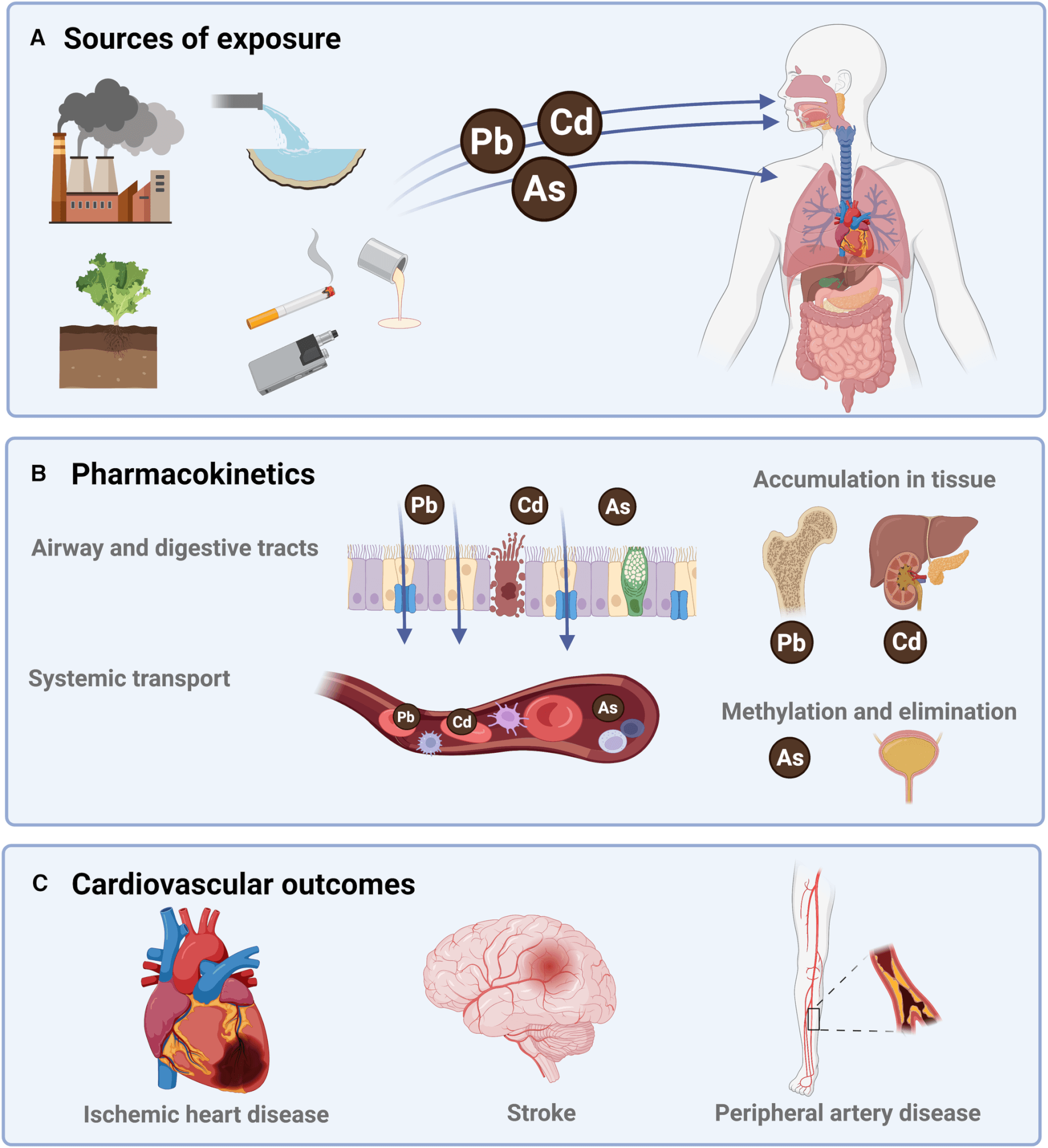 Three rectanlgular graphics.. one sources possible sources of metal pollution with pics of a power plant, soil, cigarettes and water... next to it is drawing of a body with the insides displayed.second graphic shows airways and digestive tracts. third photo shows the heart, the brain impacted by stroke and artery disease..indicated by a drawing red lines running down left of arm of sketch