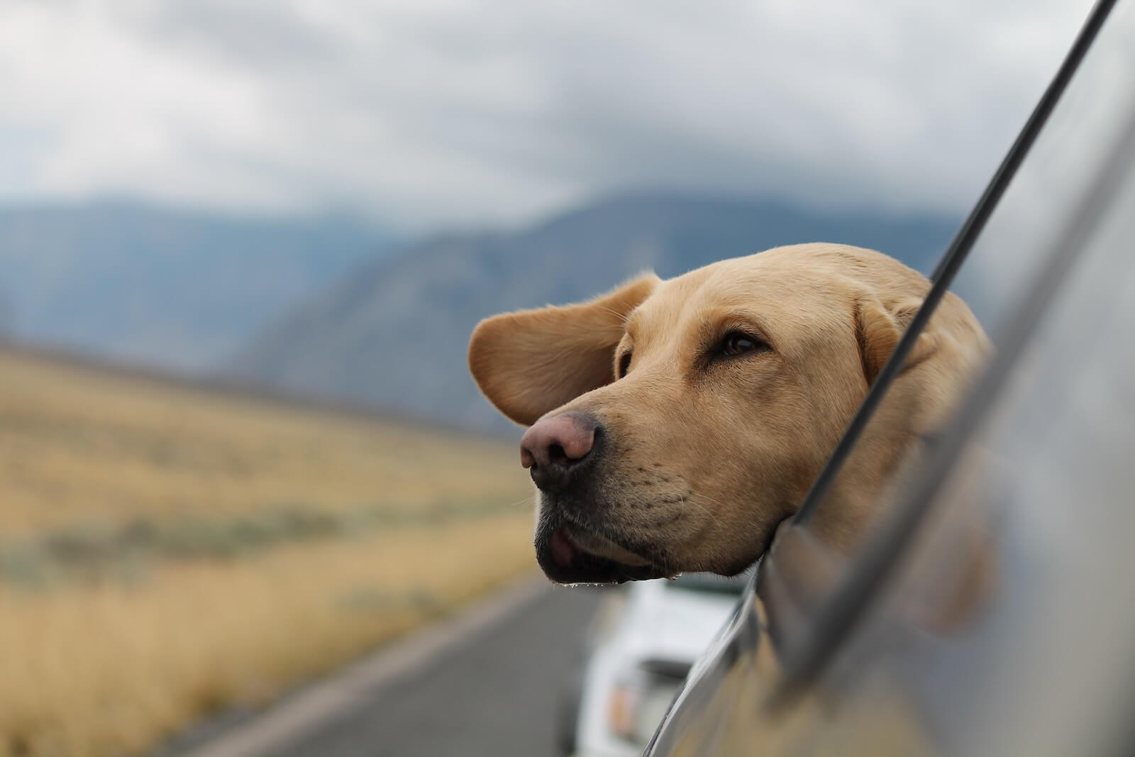 Best Dog Breeds For Travel: Top 5 Adventure Buddies Most Recommended By Pet Experts