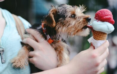 A dog licking an ice cream cone