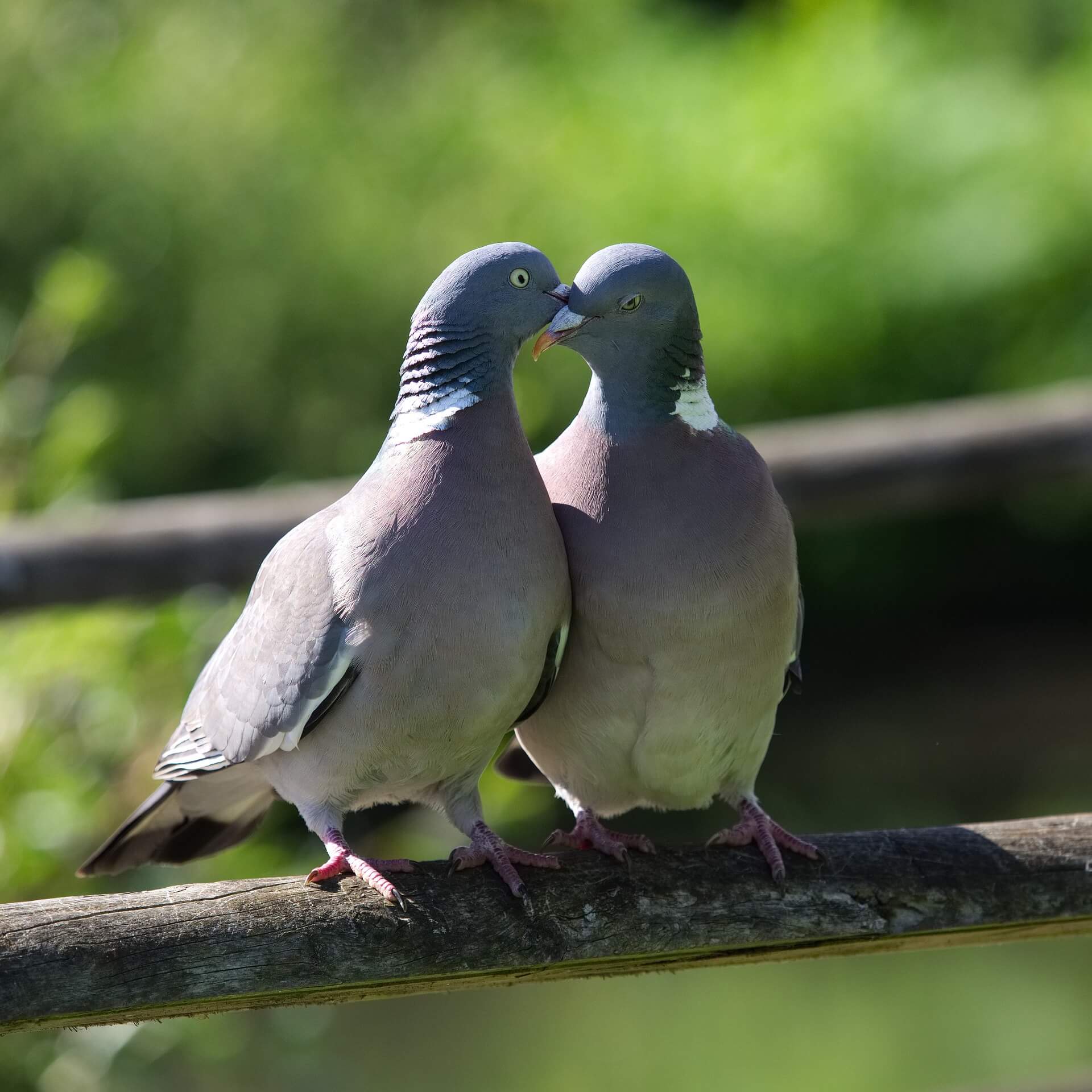 Pigeons kissing