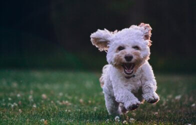 Maltese dog running