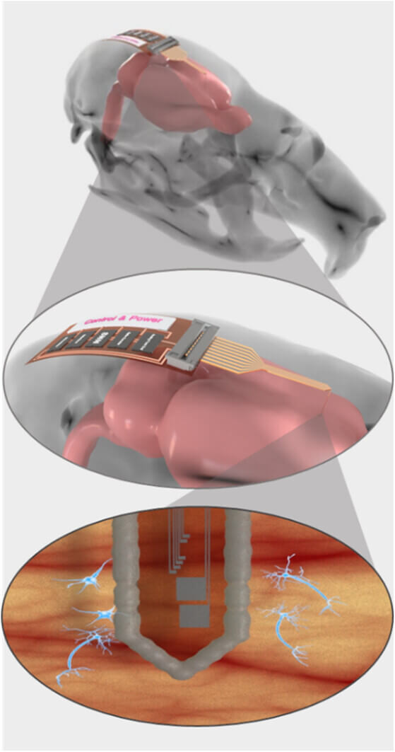 schematic of implantable probe into pink rat brain