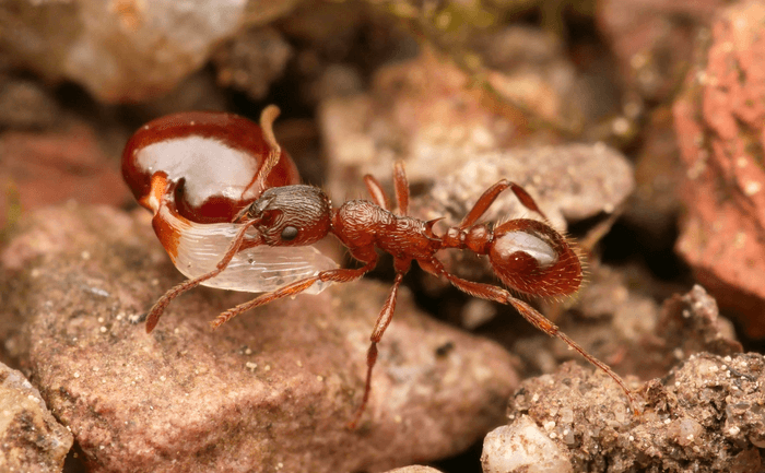 red ant carrying a reddish-brown seed in its mouth, walking over rocks