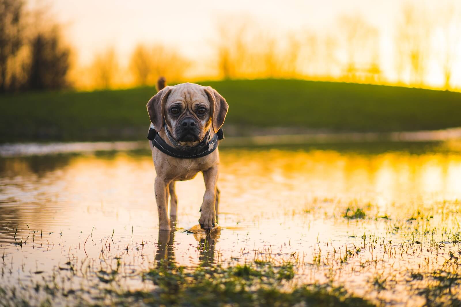 a dog is standing in the water at sunset