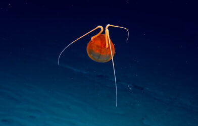 Orange jellyfish in the Pacific OCean.