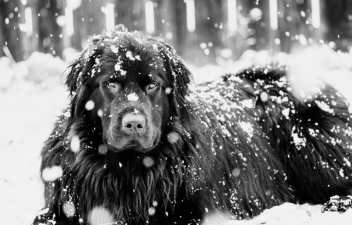 Newfoundland in the snow