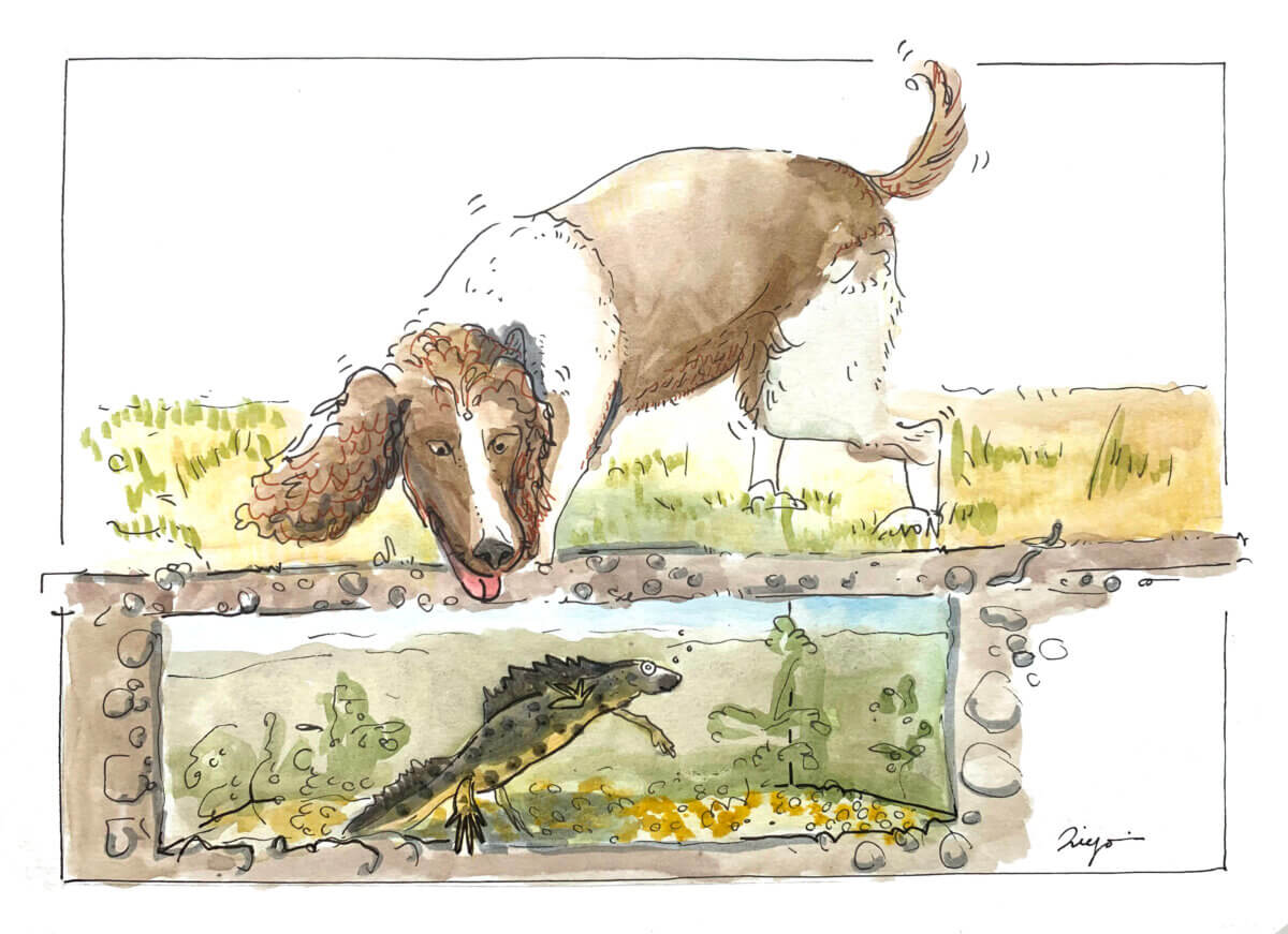 Drawing of a sniffer dog finding a newt underwater
