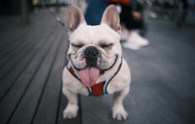 French Bulldog with his tongue out