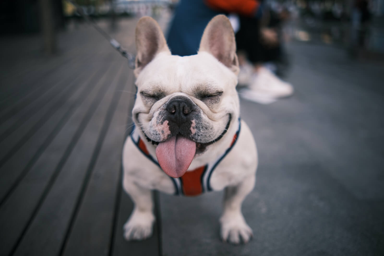 French Bulldog with his tongue out