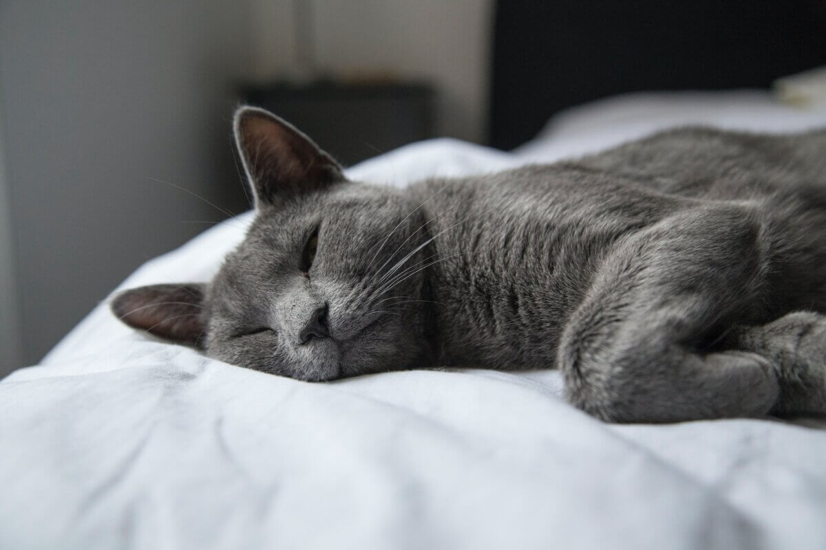 cat lying on white textile