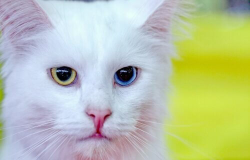 Turkish Angora cat with two different colored eyes
