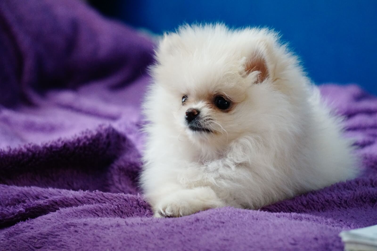 cute white puppy breeds