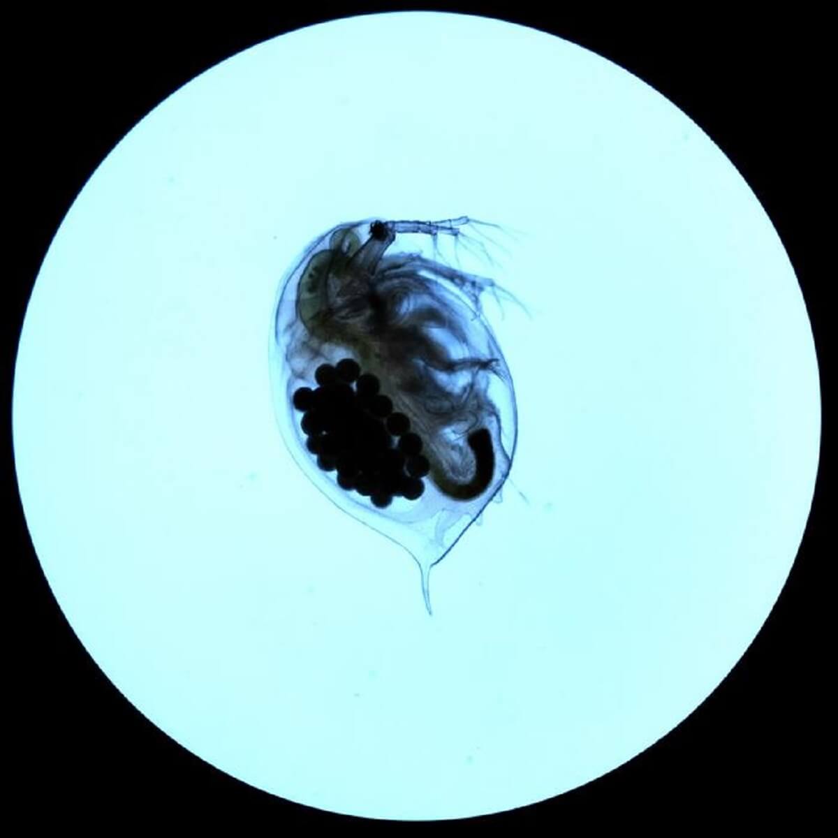 large light blue circle on a background. inside the blue circle is a black sea organism (the image from a microscope)