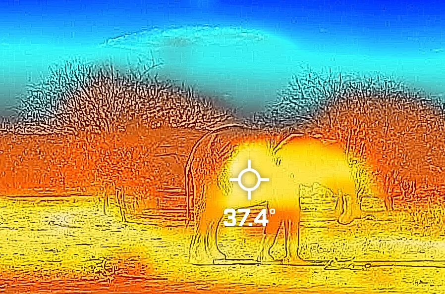 Elephant seen through a heat map image