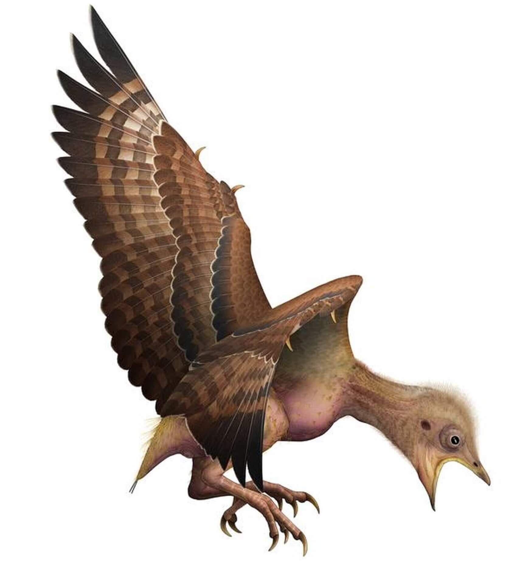 El fósil revela por qué algunas aves prehistóricas vivieron mientras que otras se extinguieron