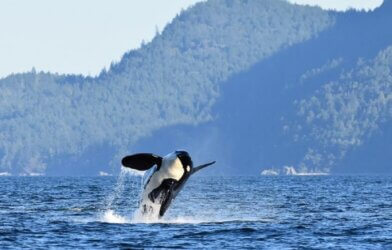 black and white orca whale jumping out of water with its back toward the water and mountains in the background