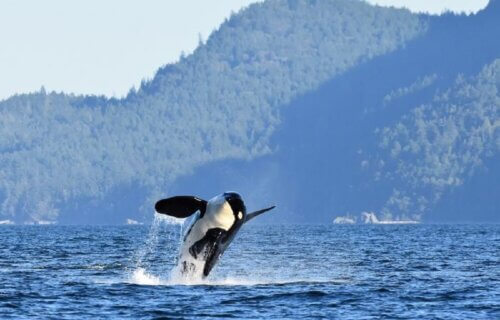 black and white orca whale jumping out of water with its back toward the water and mountains in the background