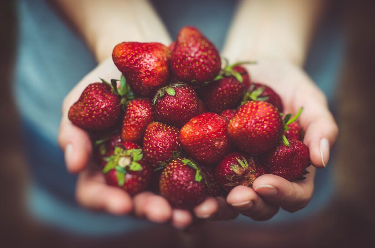 Person holding handful of strawberries