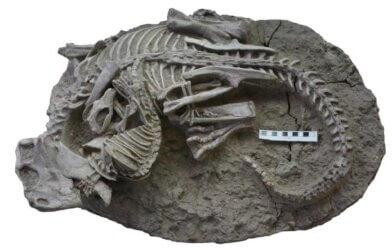 Fossil showing the entangled skeletons of Psittacosaurus (dinosaur) and Repenomamus (mammal)