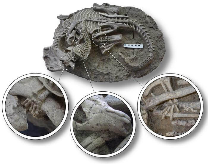Fossil showing the entangled skeletons of Psittacosaurus (dinosaur) and Repenomamus (mammal)