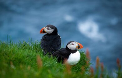 Picture of Tufted Puffins