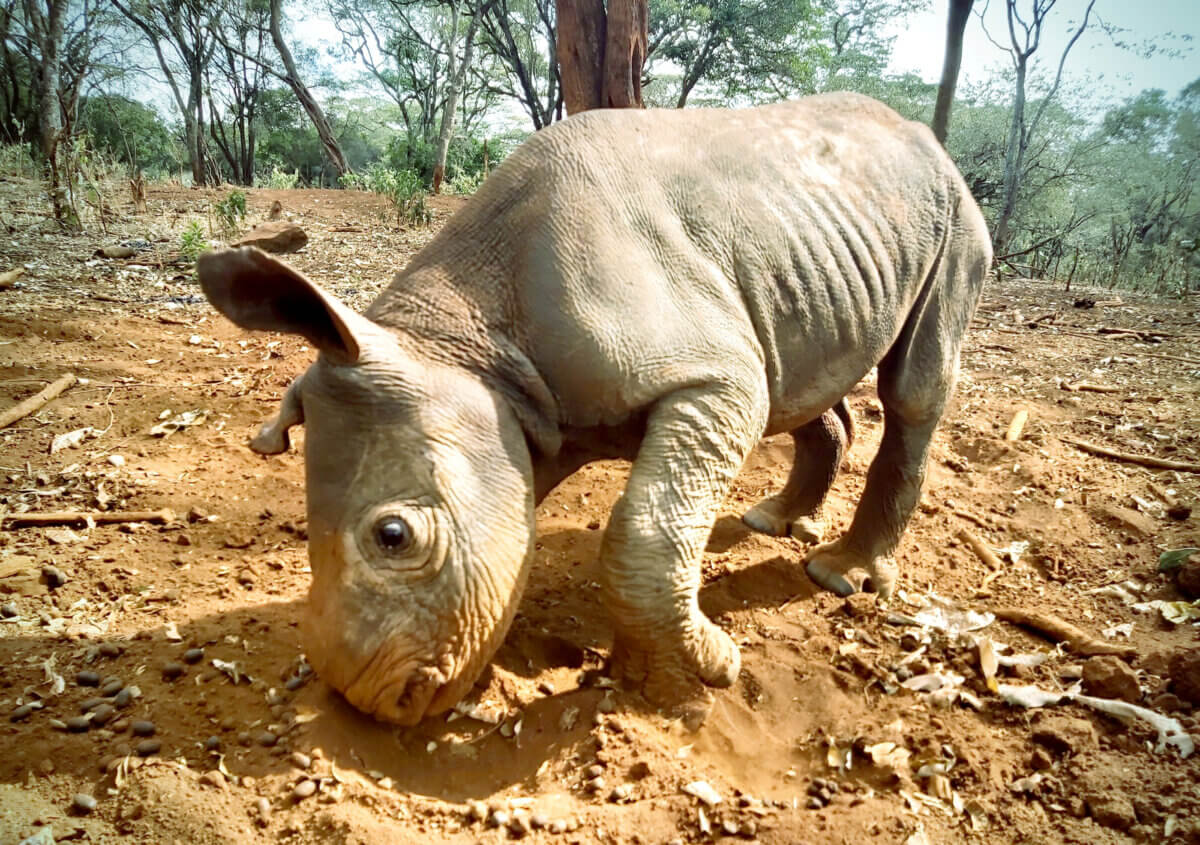baby rhino in Kenya