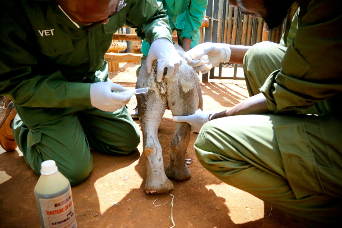 baby rhino receiving care in Kenya