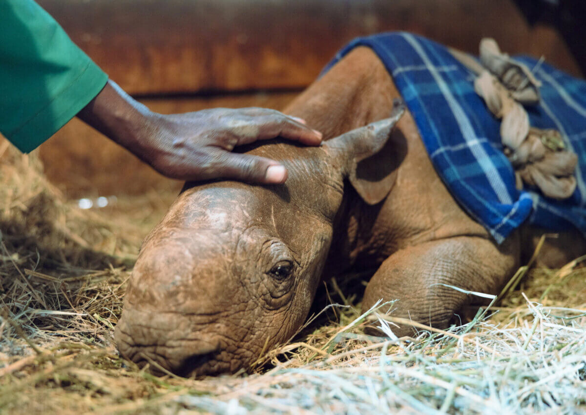Sanctuary keepers in Kenya petting a baby rhino