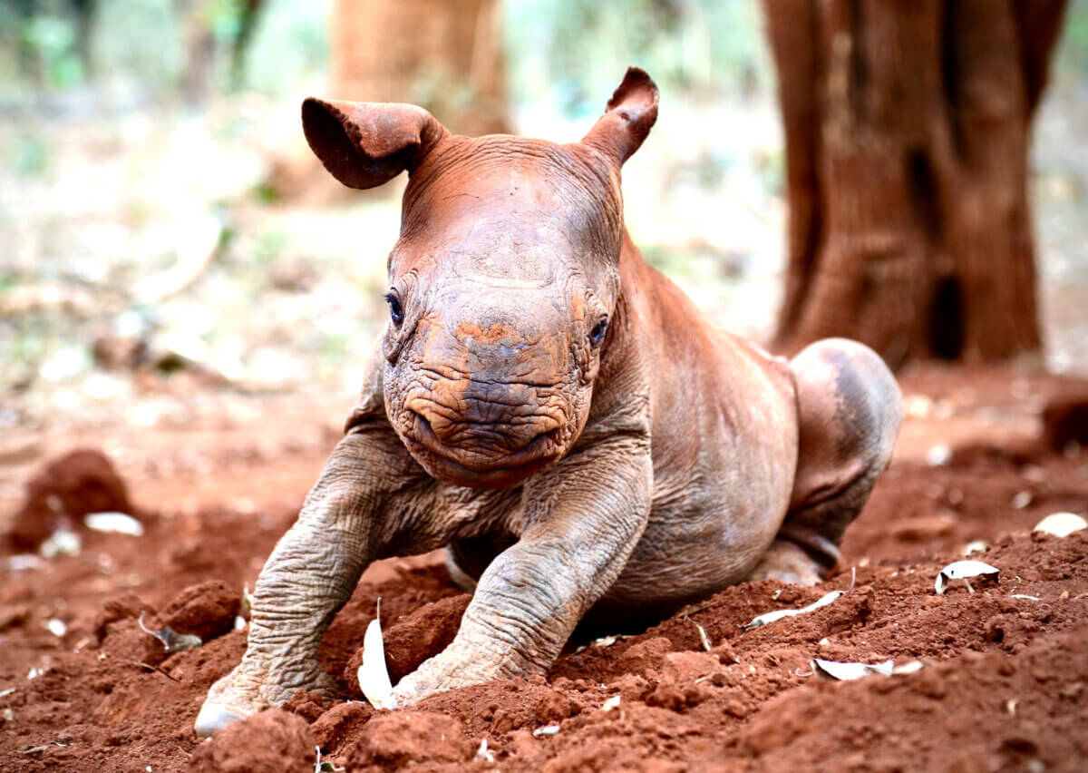 baby rhino in a sanctuary in Kenya