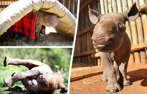 baby rhino living in a sanctuary
