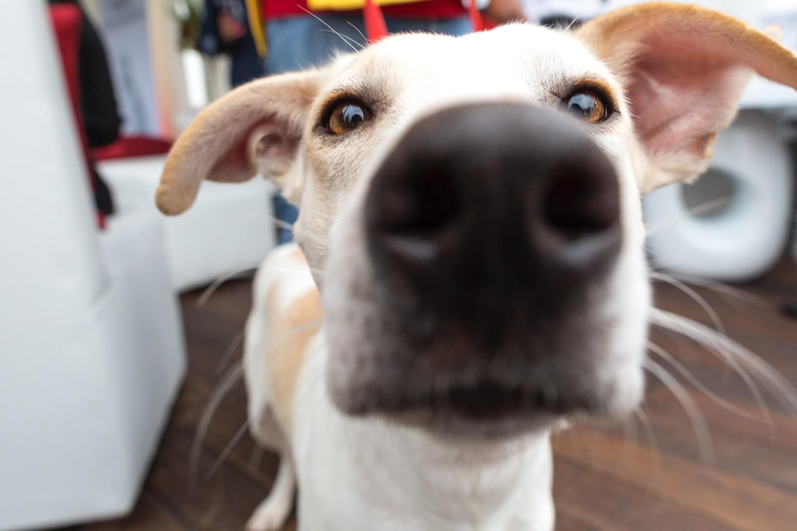Meilleure caméra de surveillance pour chien : Comparatif, Test et Avis