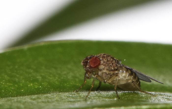 fruit fly on leaf