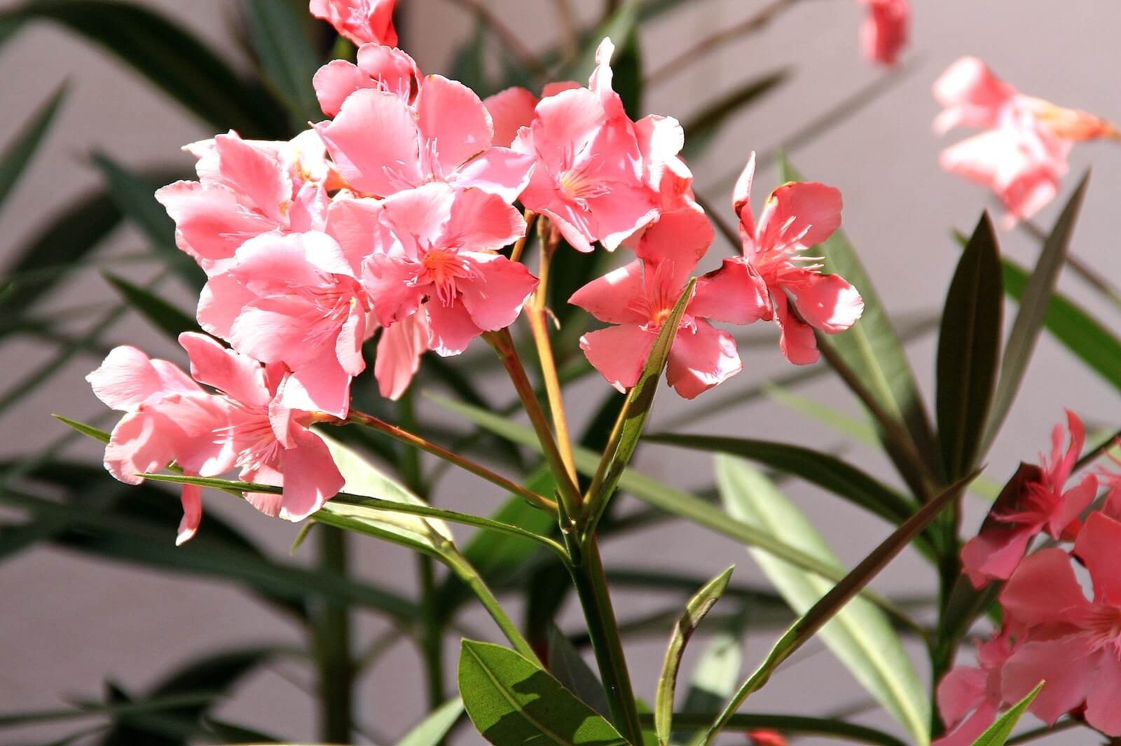 Oleandrin is a compound found in the oleander plant