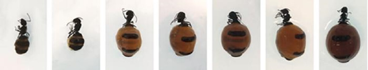 pic of seven different sizes of honeypot ants, ranging from small to large
