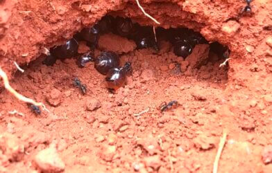 A picture of a colony of honeypot ants crawling on light red dirt.