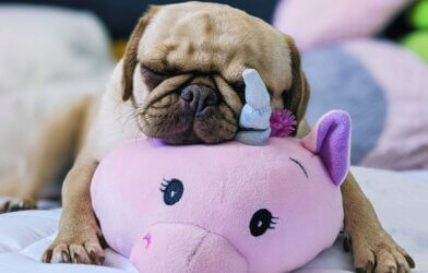 Pug sleeping with its toy