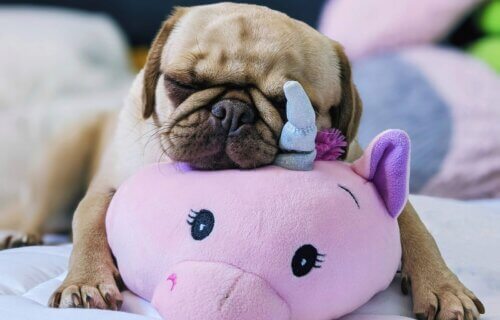 Pug sleeping with its toy