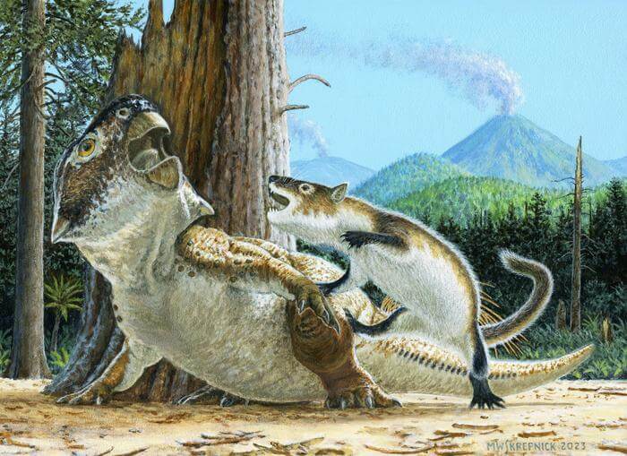 Illustration showing Repenomamus robustus as it attacks Psittacosaurus lujiatunensis moments before a volcanic debris flow buries them