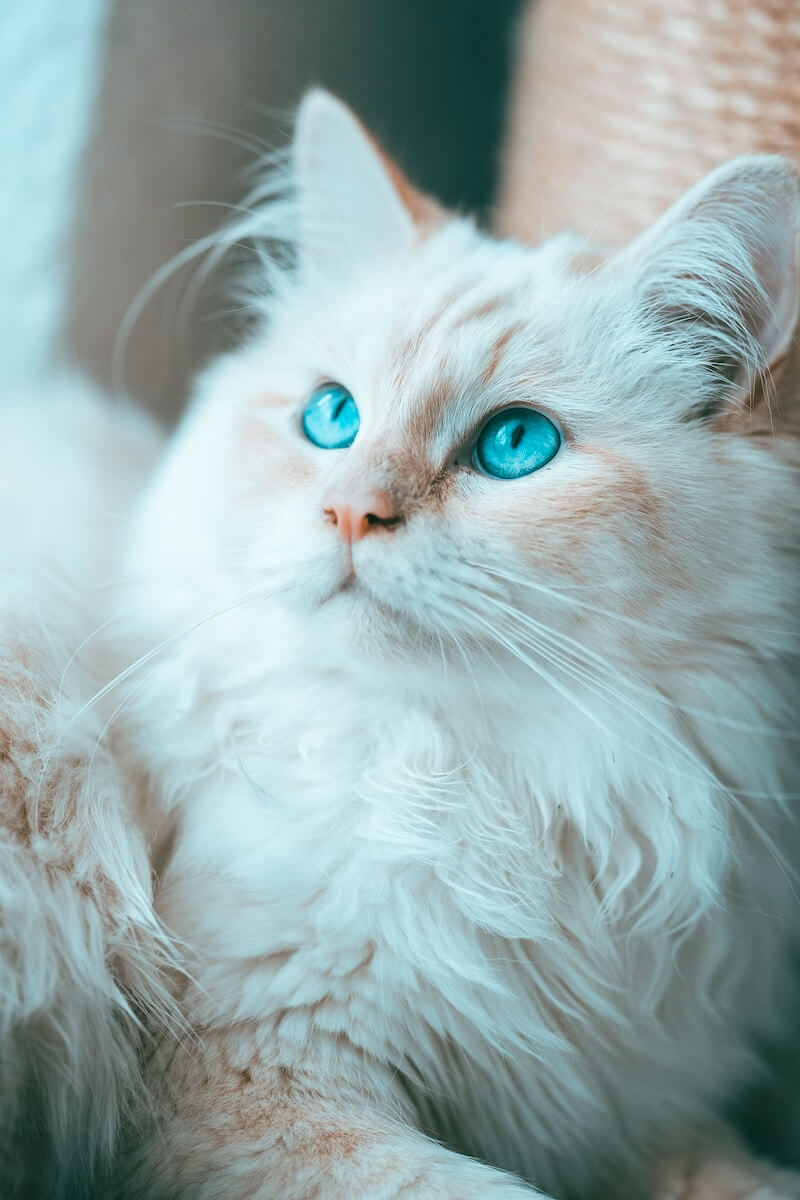 White Birman cat