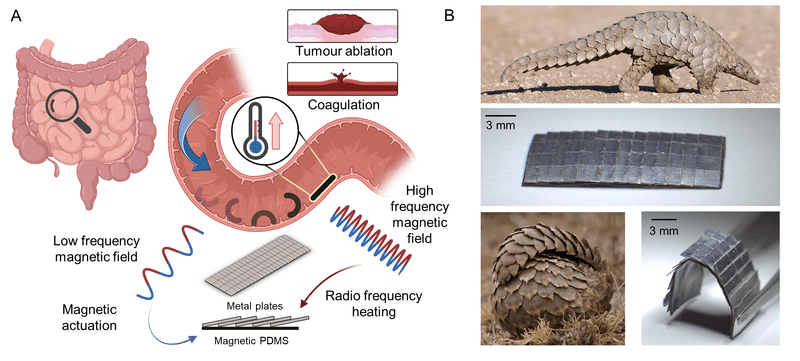 The pangolin-inspired untethered magnetic robot.
