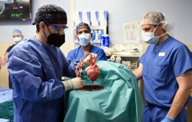 Surgeons prepare a pig heart for transplant into a human patient.