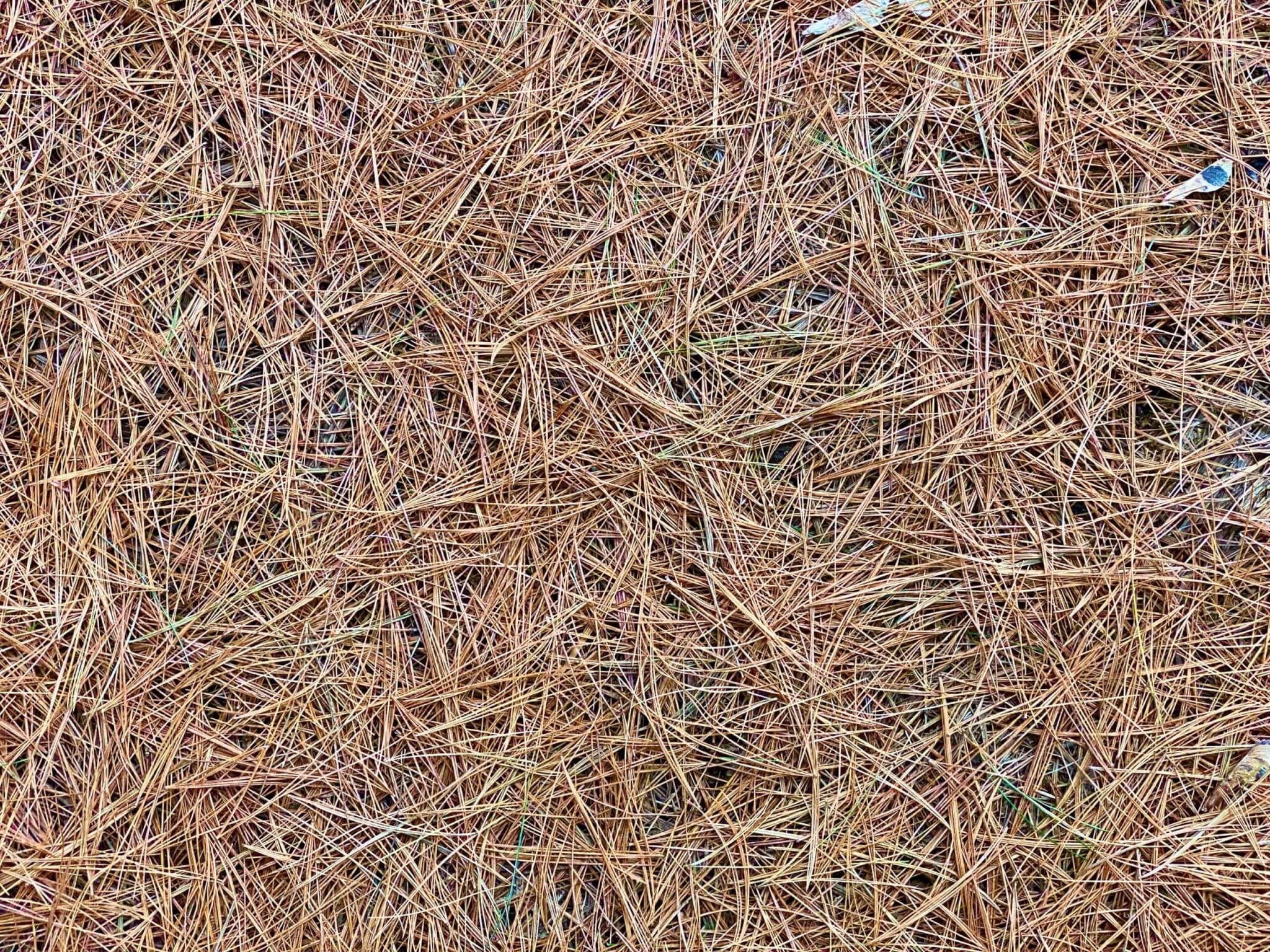 pine-needles-best-mulch