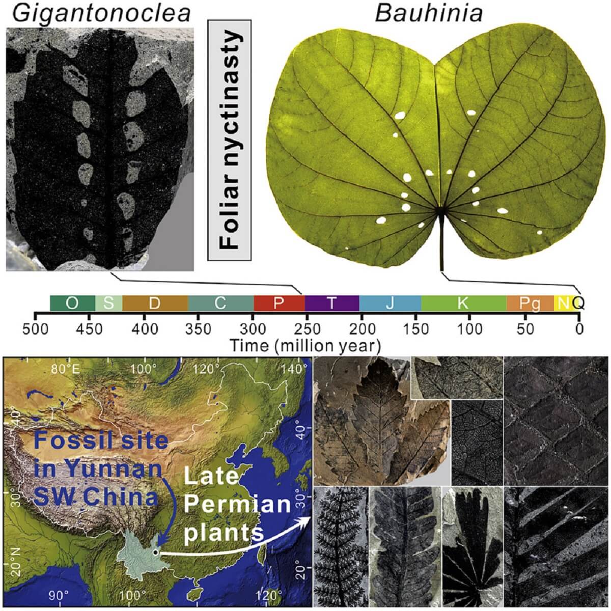 Graphical abstract showing a black and white picture of a plant fossil, a second picture of a large green leaf, a third picture at the bottom show the terrain of the fossil site in China