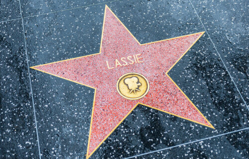 Lassie's star on the Hollywood Walk of Fame